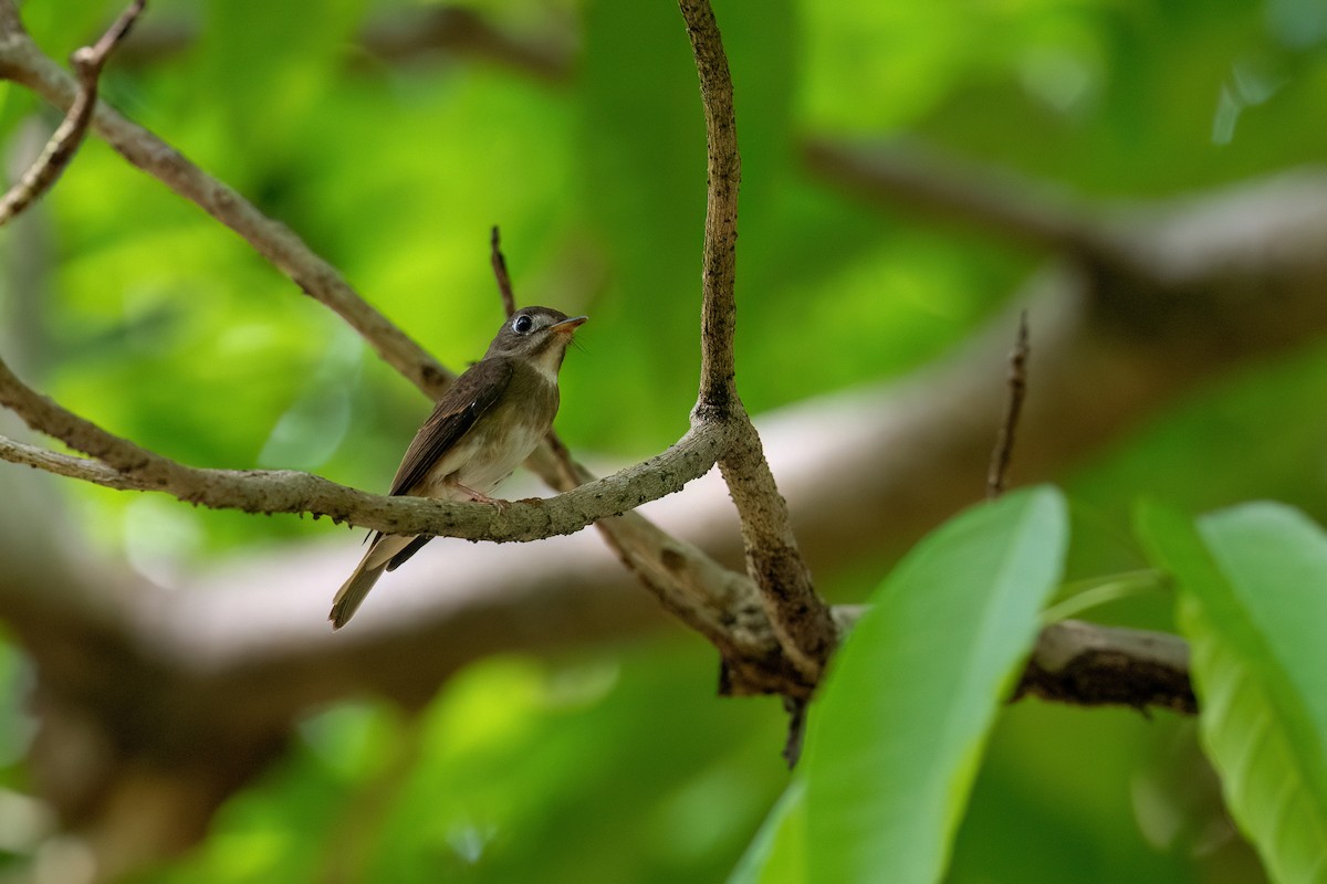 Brown-breasted Flycatcher - ML644744686