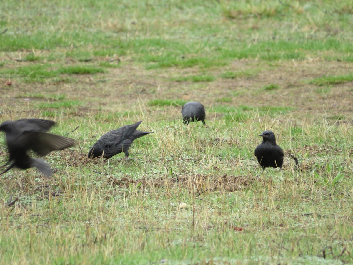 Étourneau unicolore - ML644744694