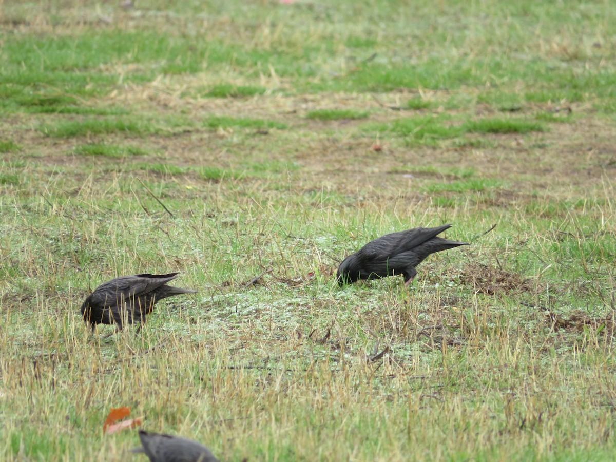 Étourneau unicolore - ML644744695