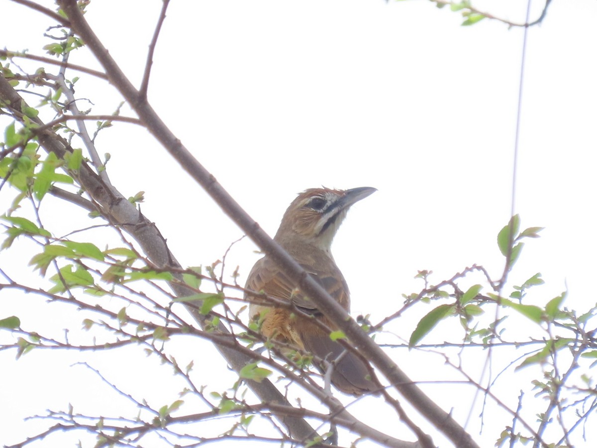 Moustached Grass-Warbler - ML644744699