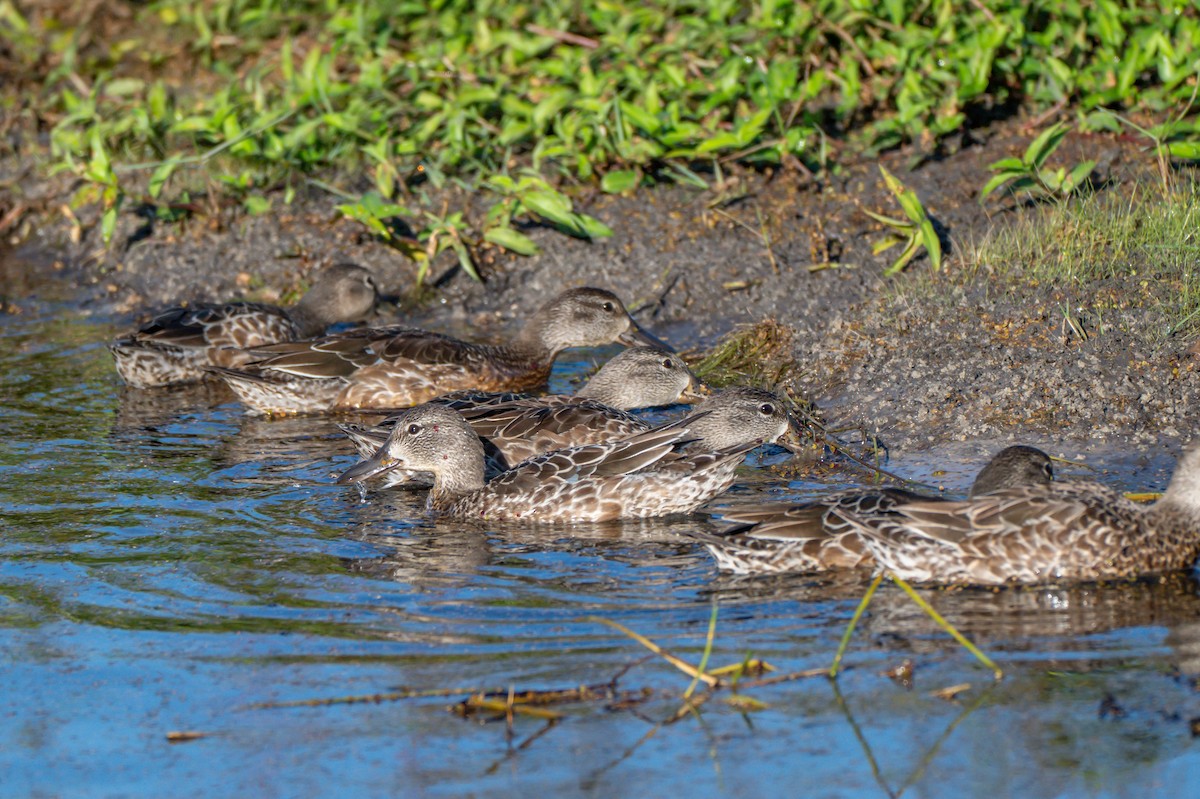 blåvingeand - ML644744700