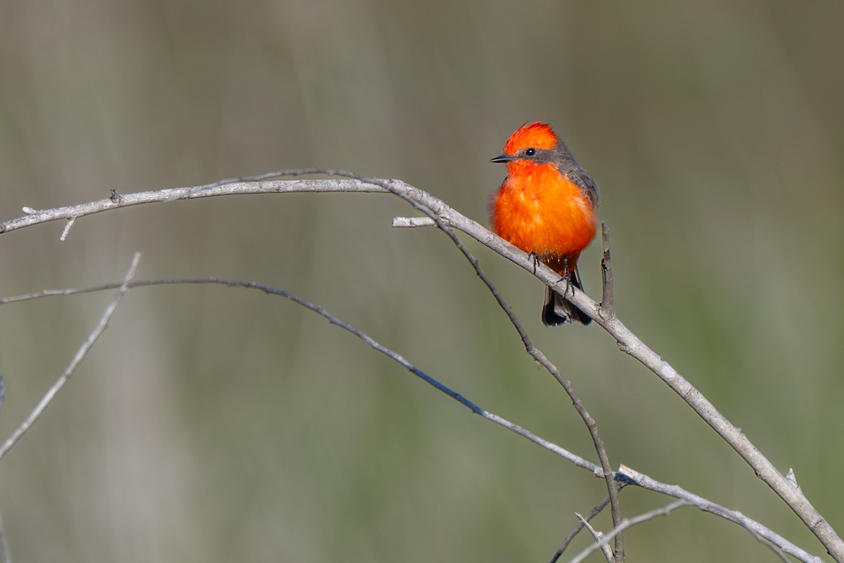 Vermilion Flycatcher - ML644744706