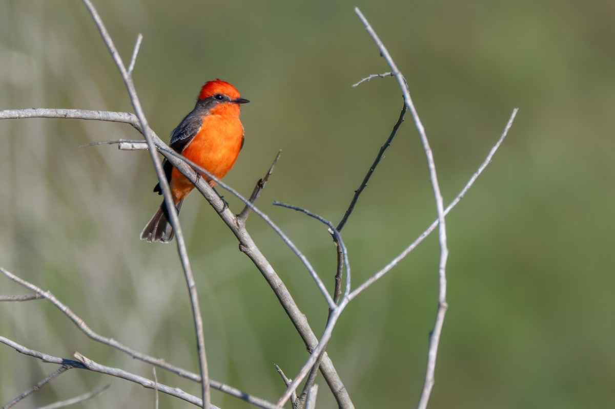 Vermilion Flycatcher - ML644744707