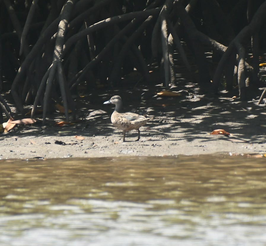 ミカヅキシマアジ - ML644744712