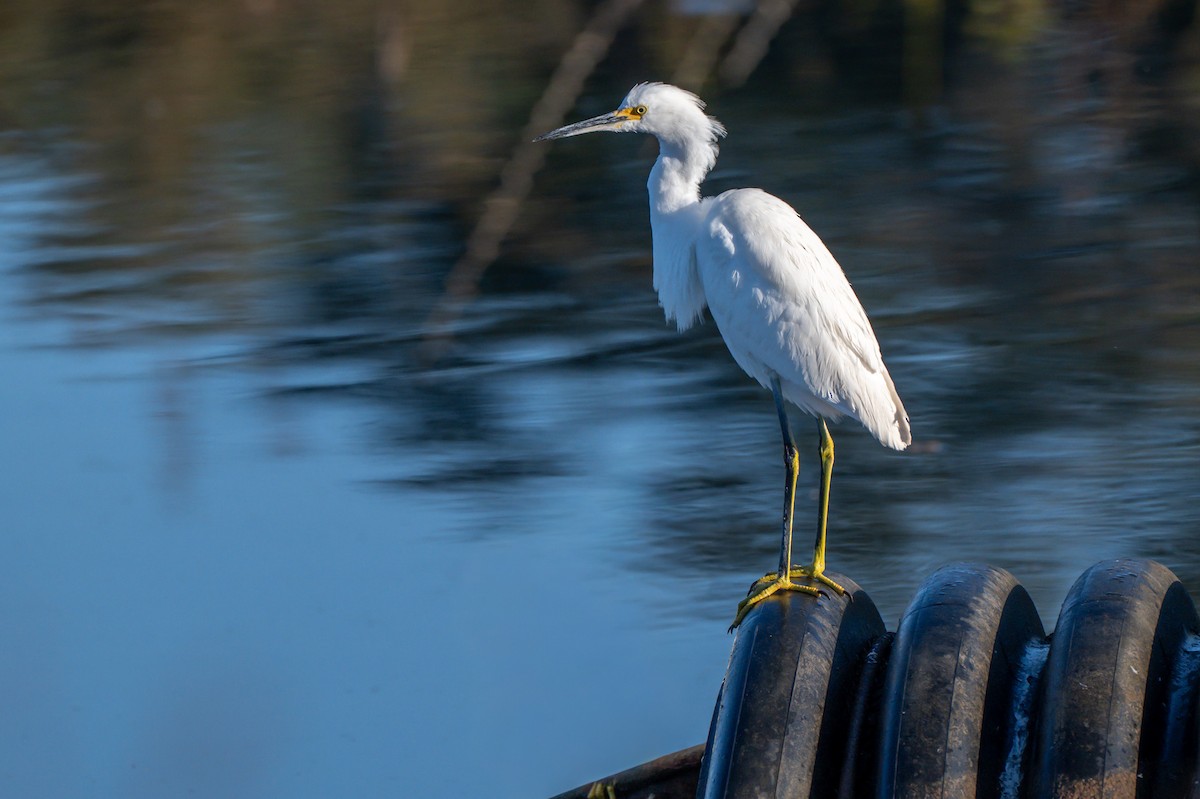 snøhegre - ML644744715