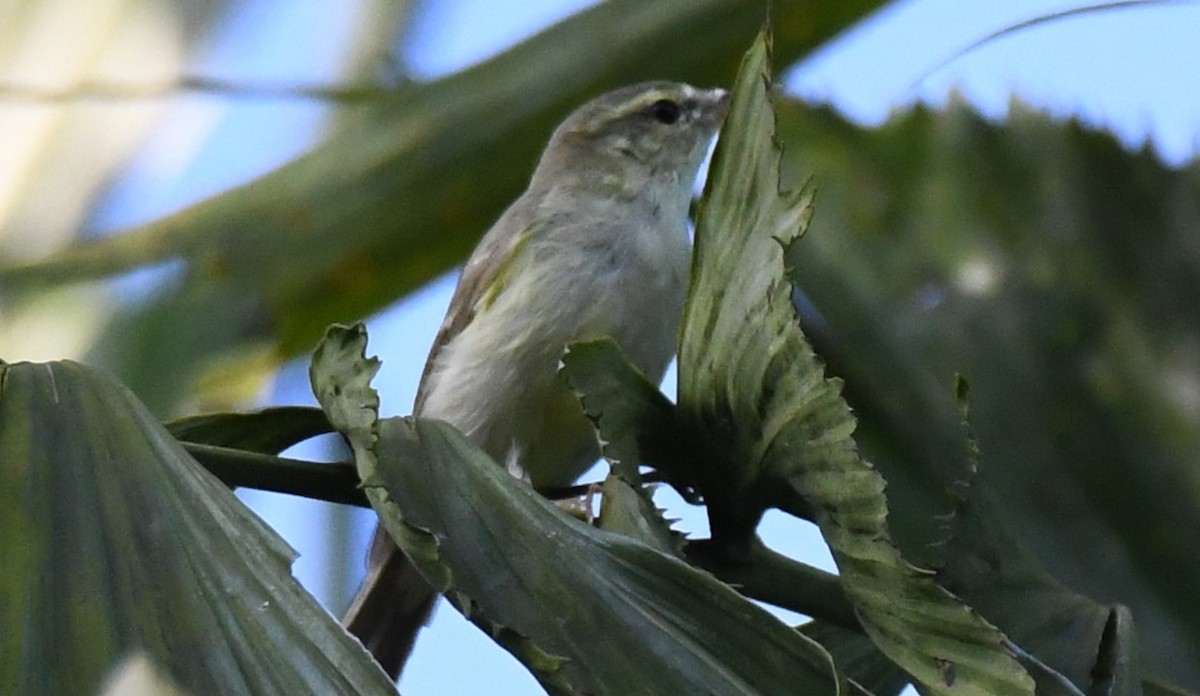 Желтобрюхая пеночка - ML644744718