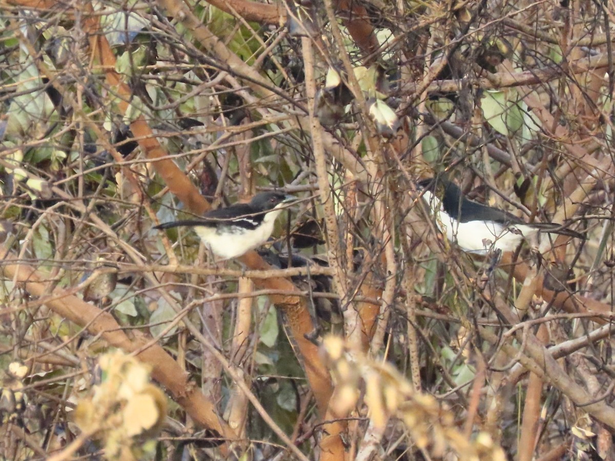 Tropical Boubou - ML644744721