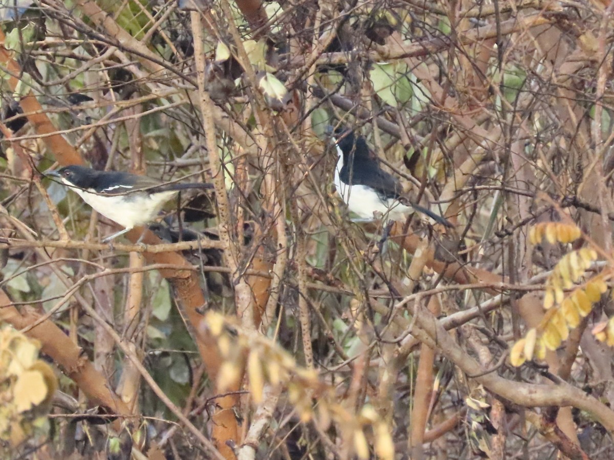 Tropical Boubou - ML644744723