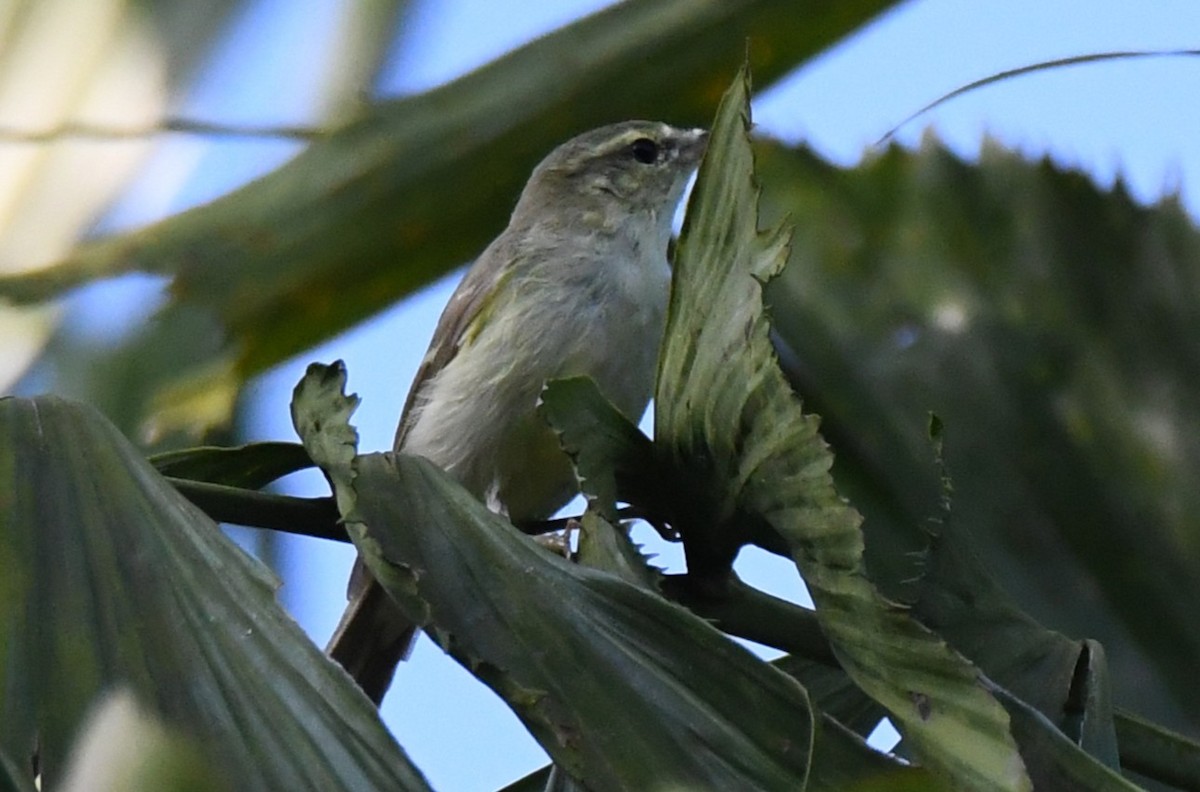 Желтобрюхая пеночка - ML644744725