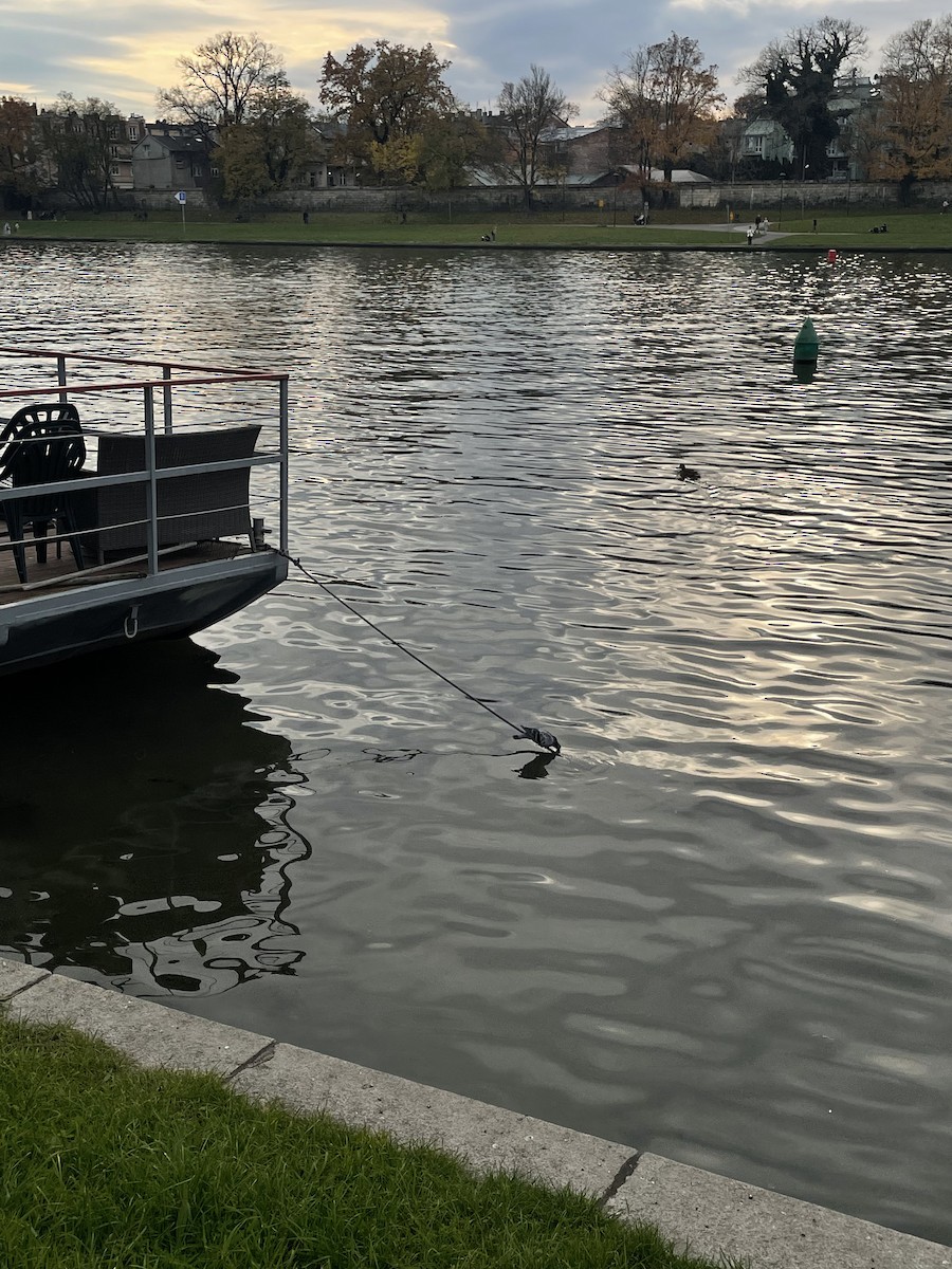 Rock Pigeon (Feral Pigeon) - ML644744727