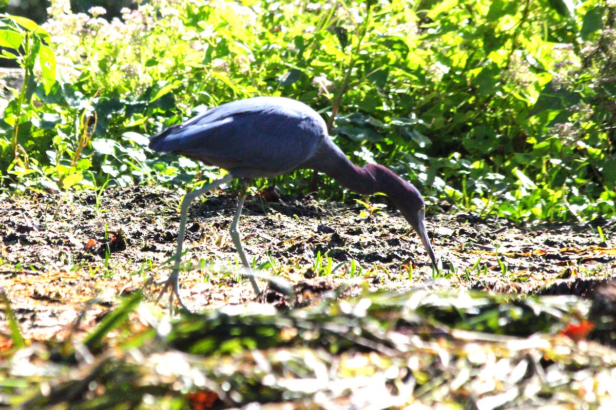 prakthegre - ML644744733