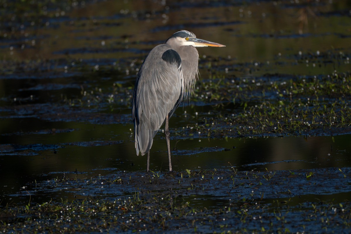 herodiashegre - ML644744751