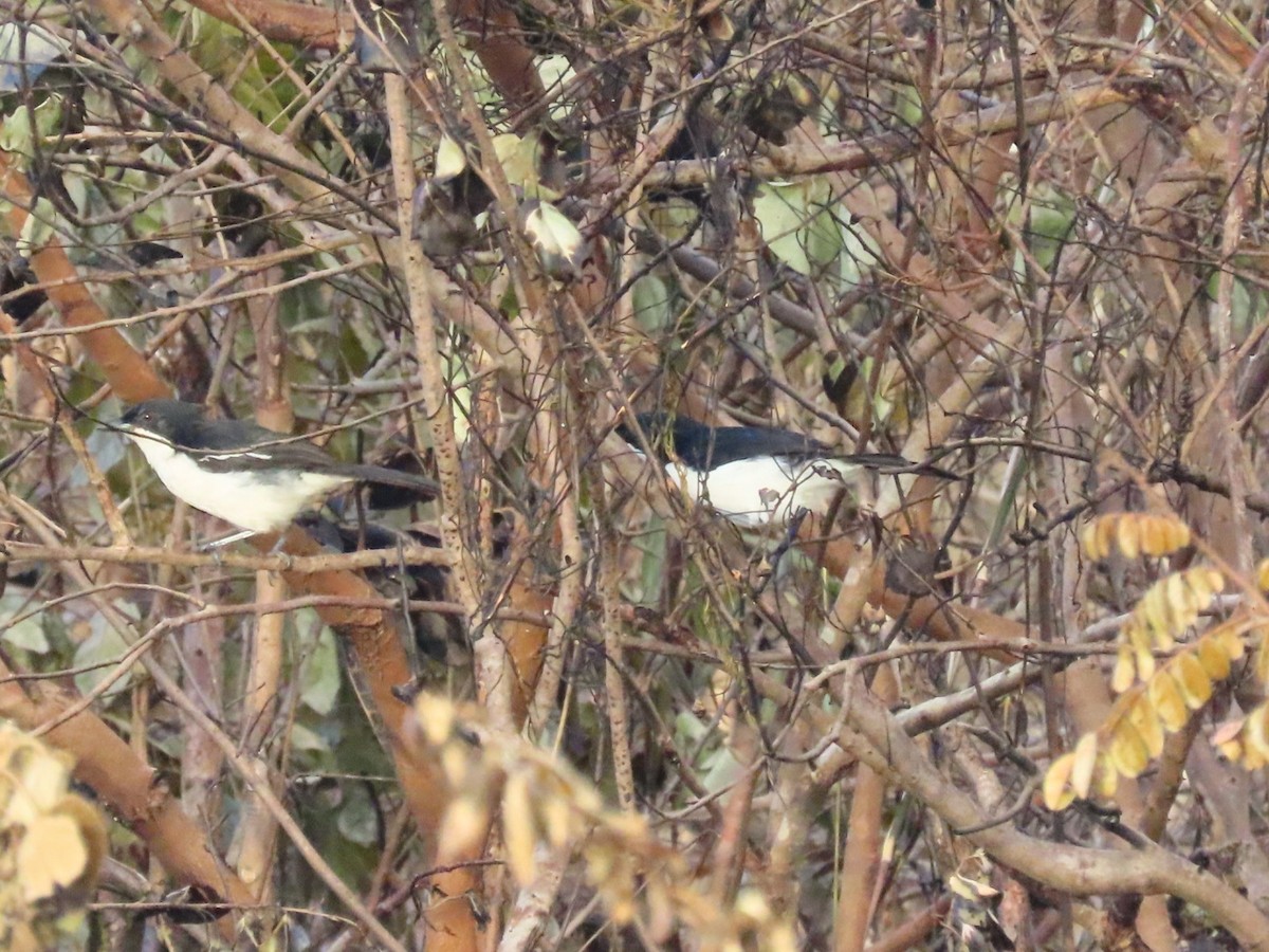 Zanzibar Boubou - ML644744761