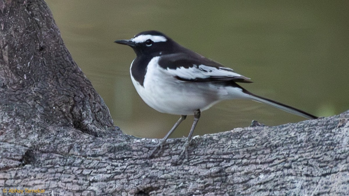 Bergeronnette indienne - ML644744773