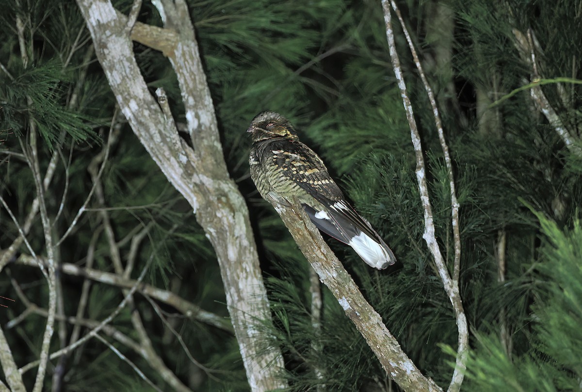 オビロヨタカ - ML644744782