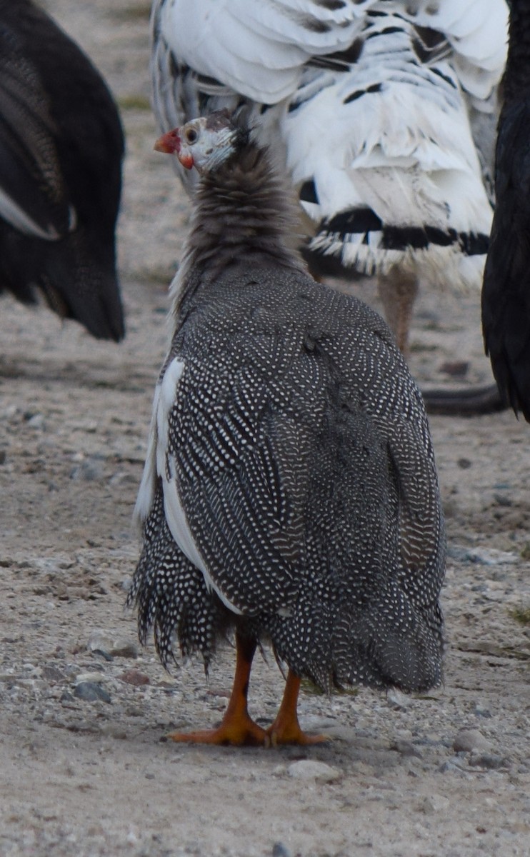 Helmeted Guineafowl - ML644744788
