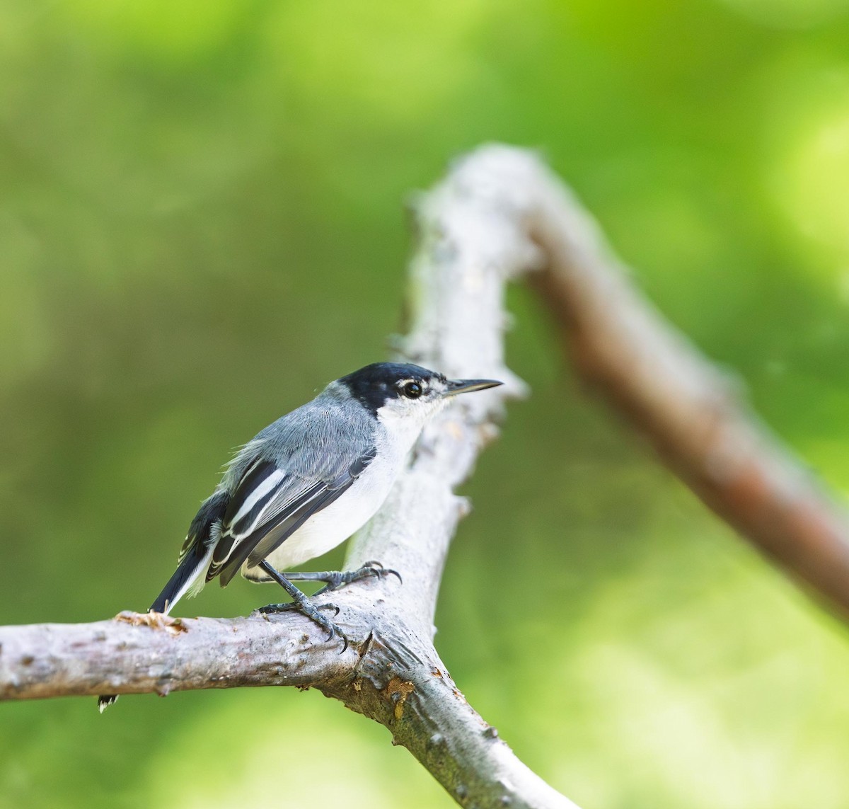 White-lored Gnatcatcher - ML644744789