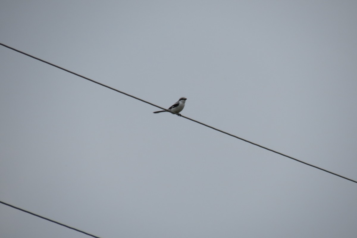 Great Gray Shrike - ML644744791