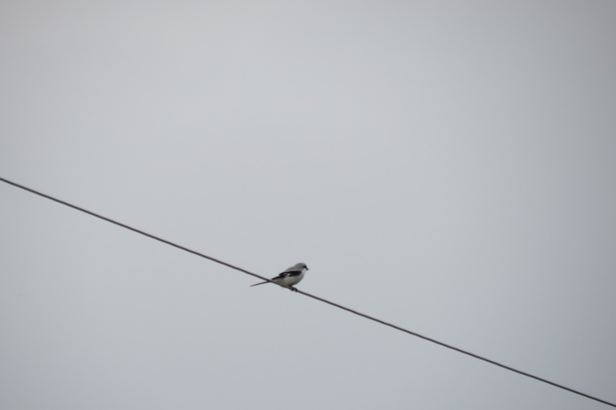 Great Gray Shrike - ML644744792