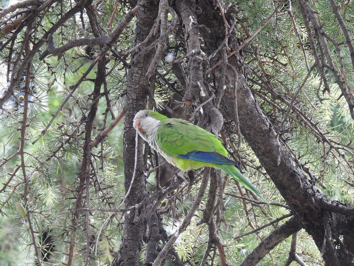 Калита сіроволий - ML644744793