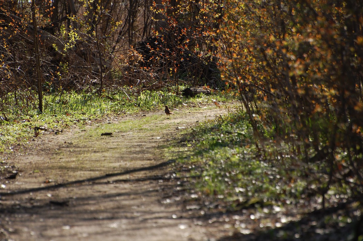 Cuitlacoche Rojizo - ML644744794