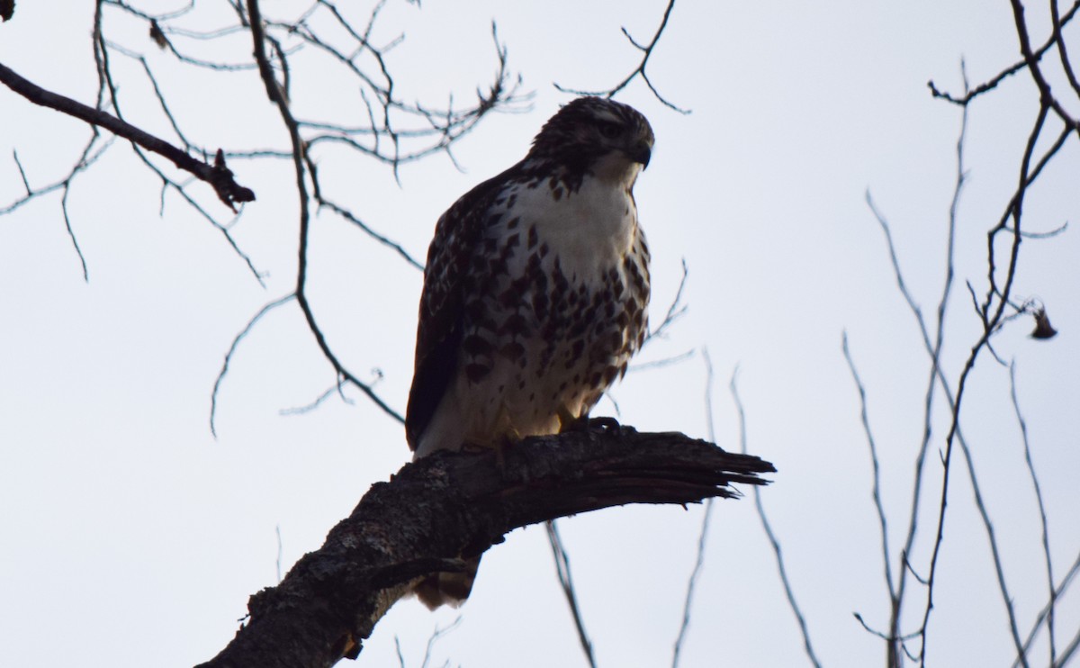 Red-tailed Hawk - ML644744796