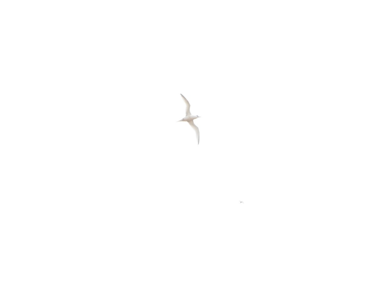 White-tailed Tropicbird - ML644744797
