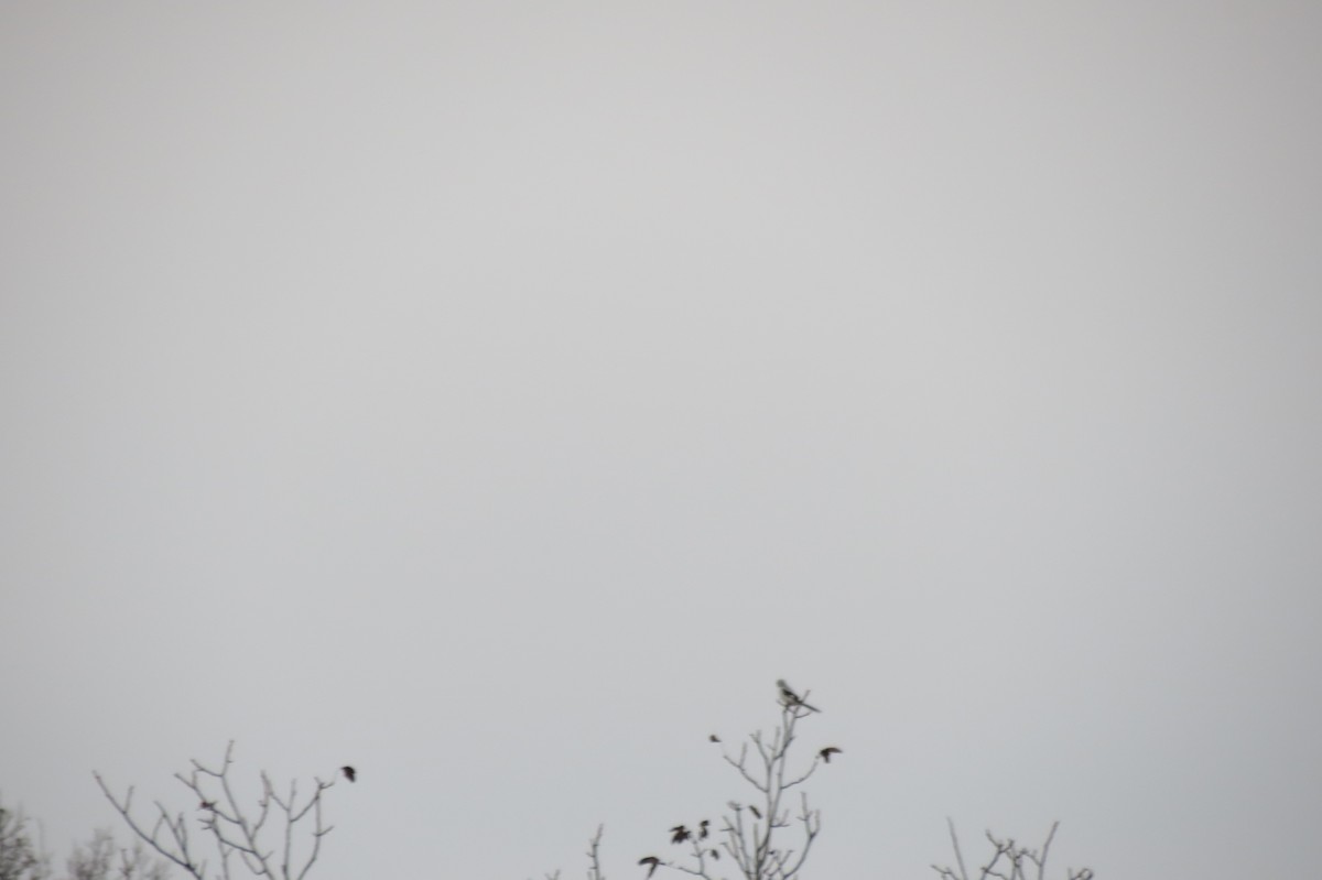 Great Gray Shrike - ML644744800