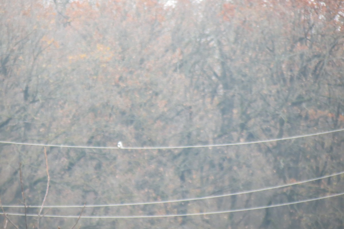 Great Gray Shrike - ML644744801