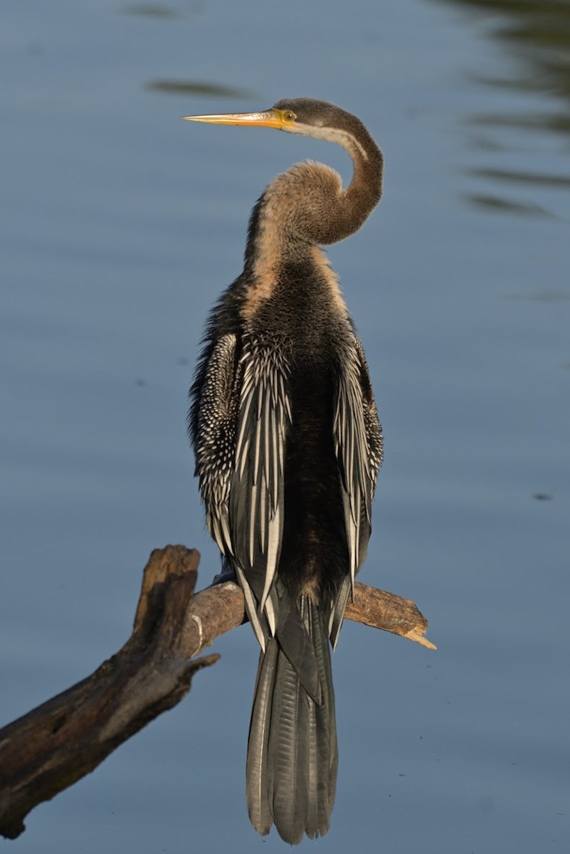 Oriental Darter - ML644744802