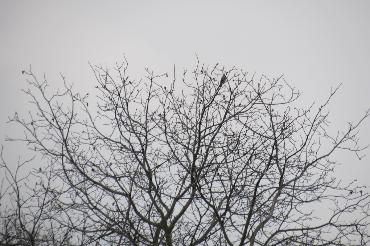 Eurasian Jay - ML644744805