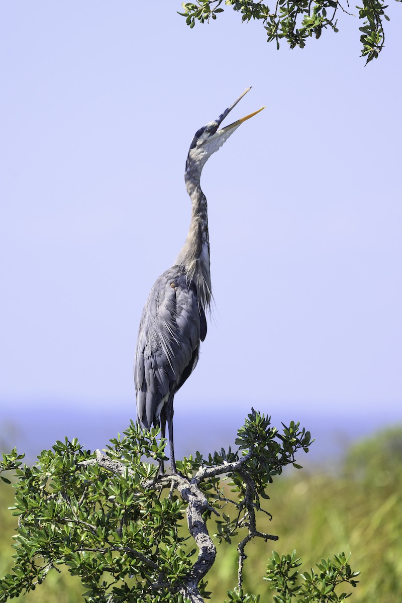 Great Blue Heron - ML644744806