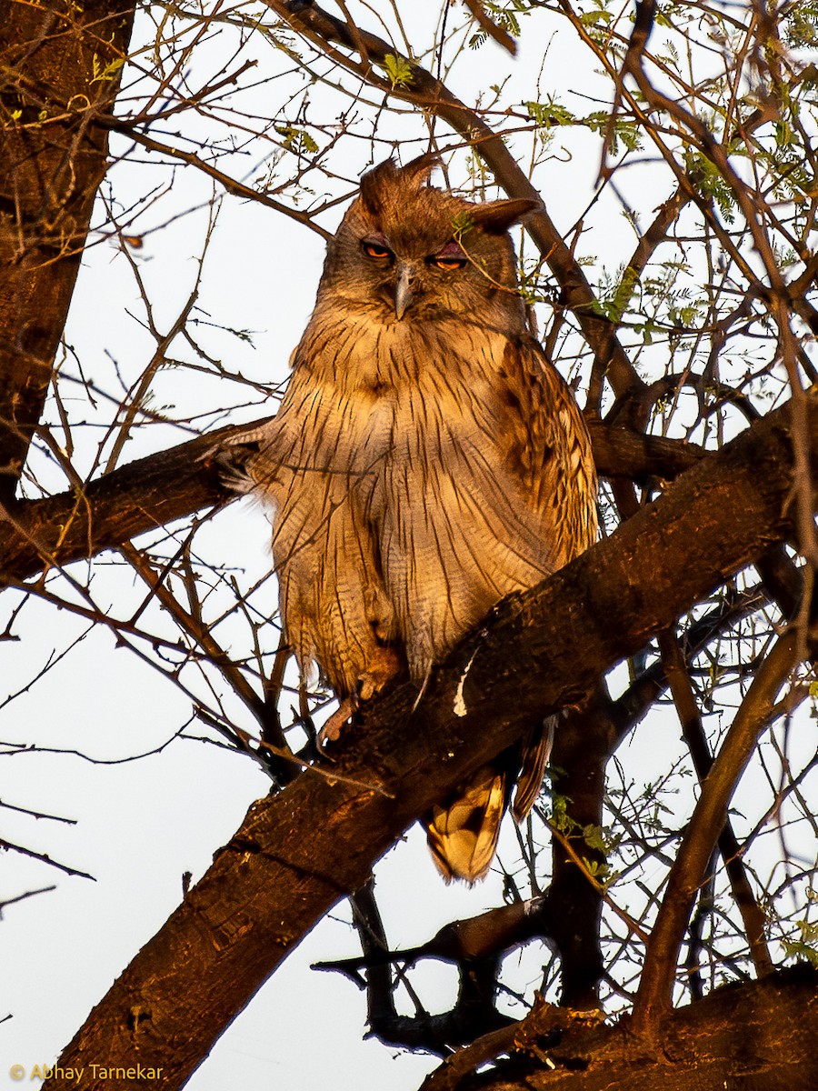 Dusky Eagle-Owl - ML644744807