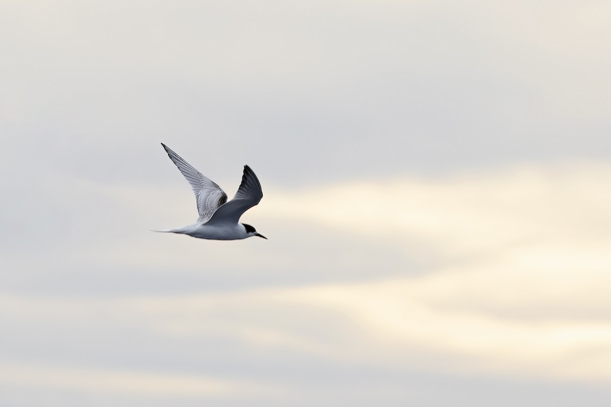 Common Tern - ML644744808