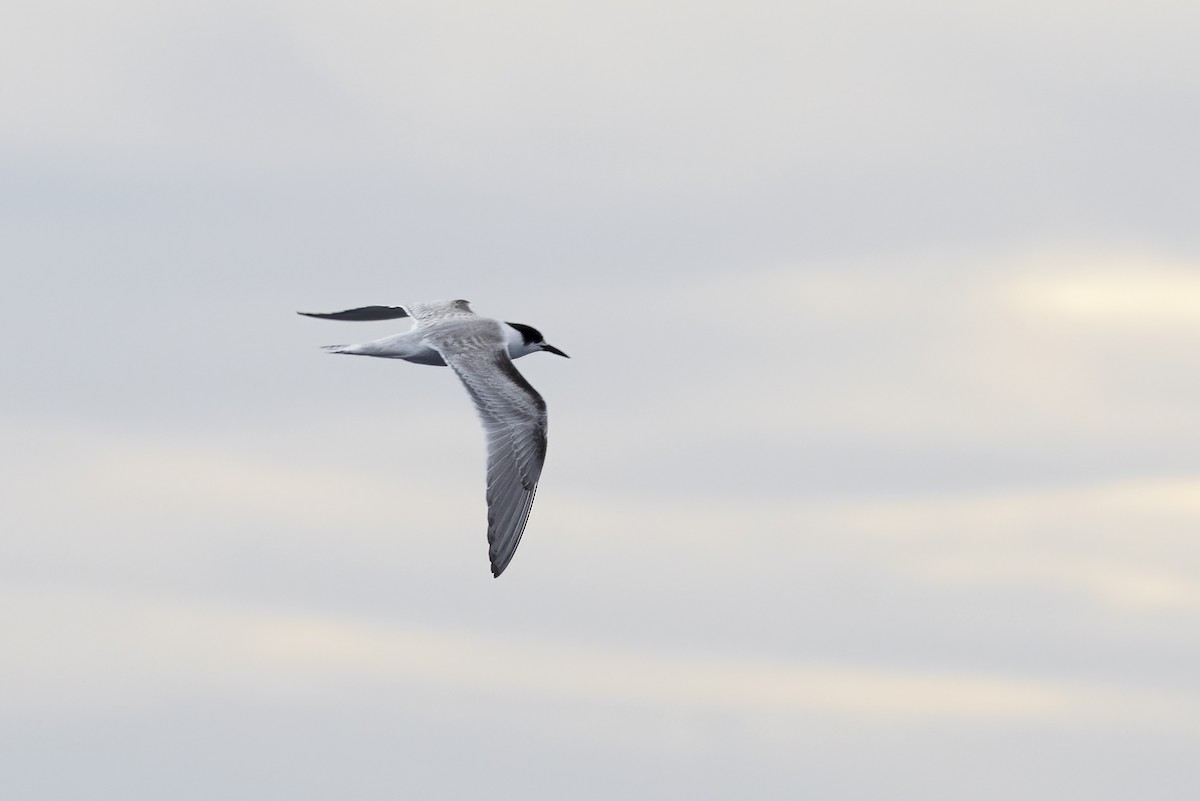 Common Tern - ML644744809