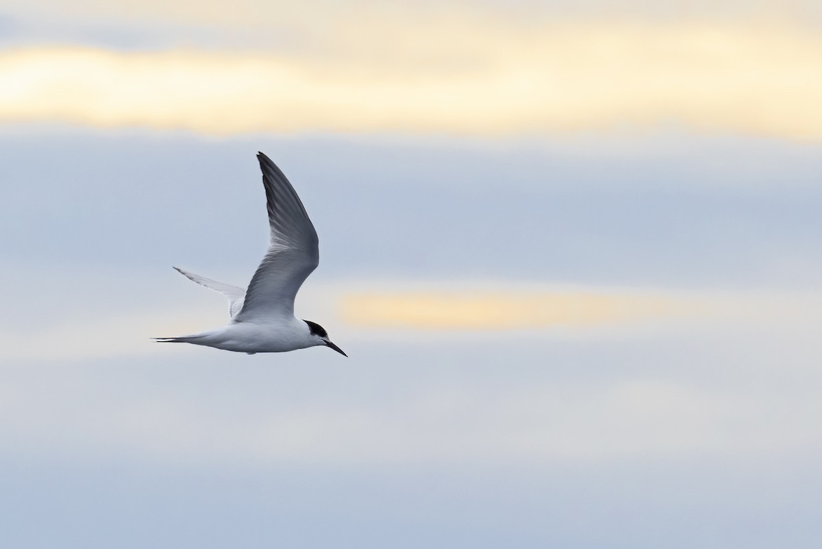 Common Tern - ML644744810