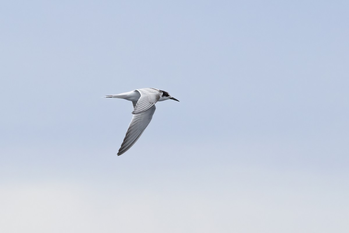 Common Tern - ML644744811