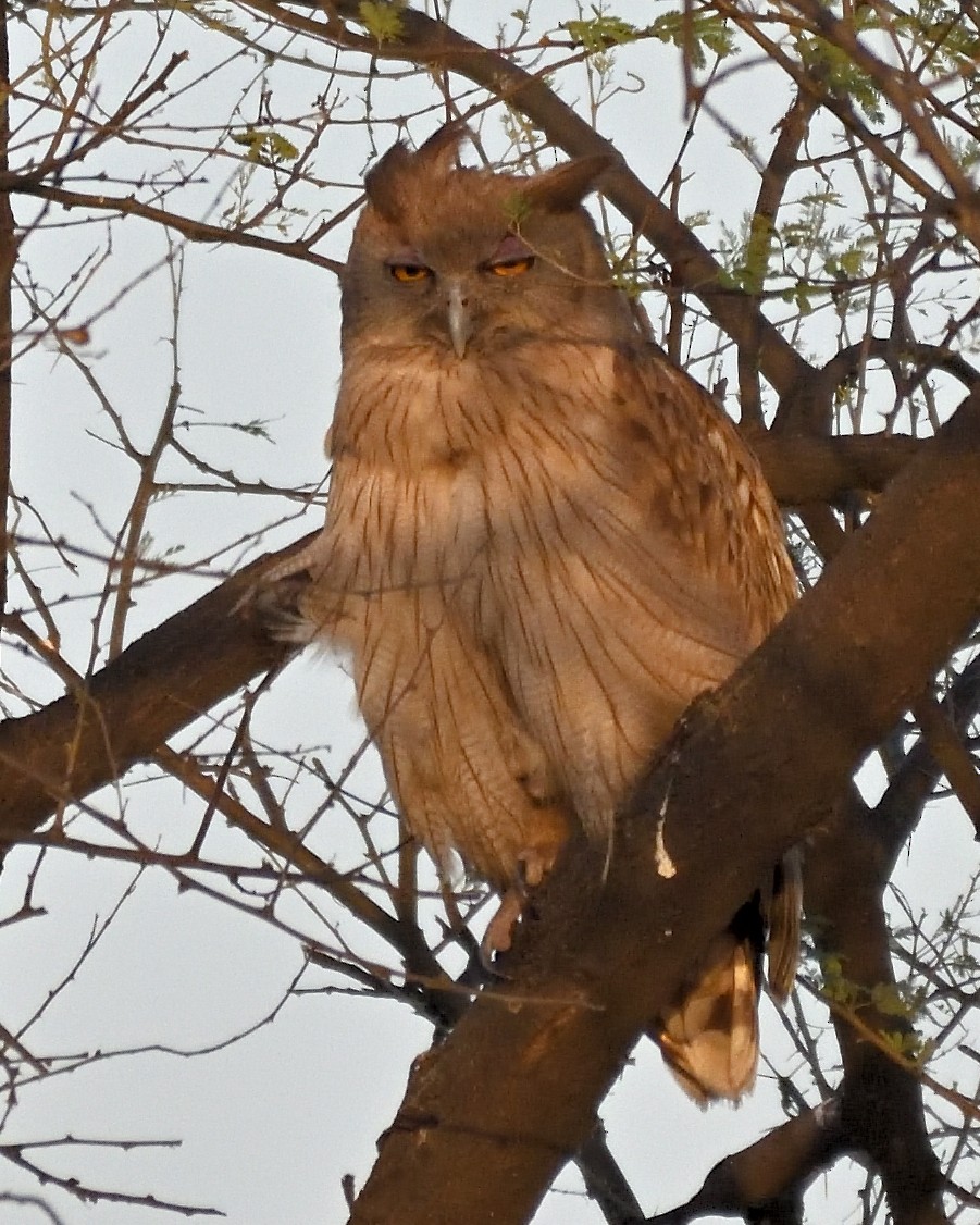 Dusky Eagle-Owl - ML644744812