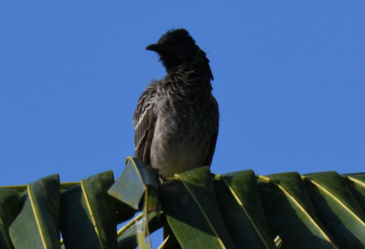 Red-vented Bulbul - ML644744813
