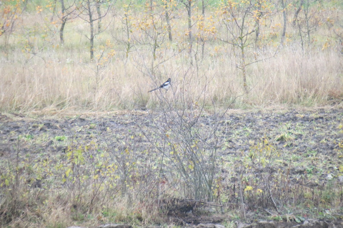 Eurasian Magpie - ML644744816