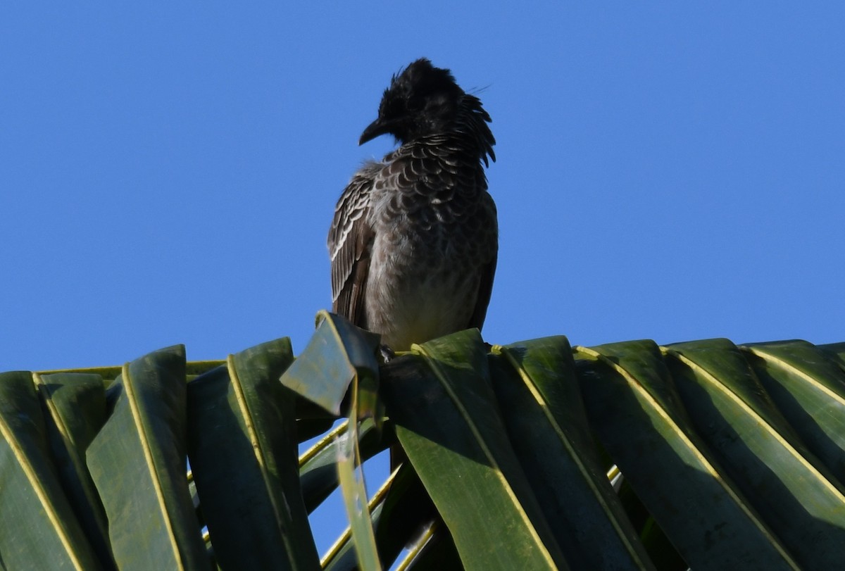 Red-vented Bulbul - ML644744817