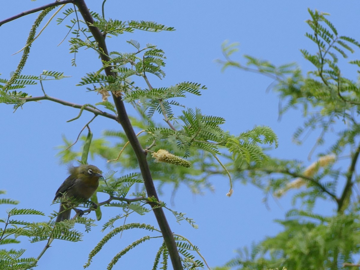 Warbling White-eye - ML644744818