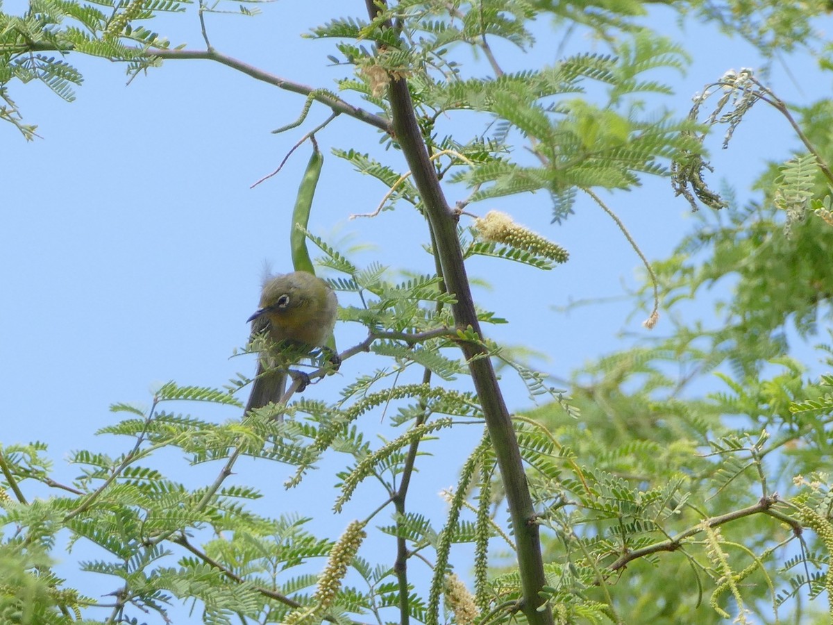 Warbling White-eye - ML644744819