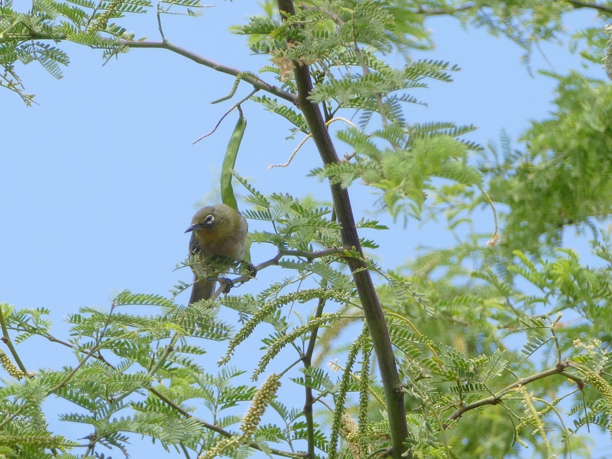 Warbling White-eye - ML644744820
