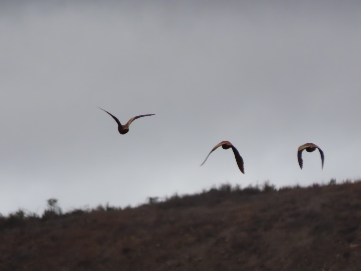 Madagascar Sandgrouse - ML644744822