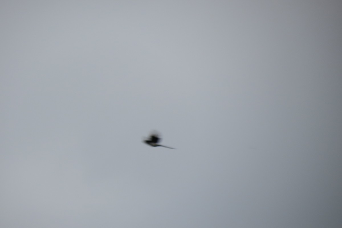 Eurasian Magpie - ML644744823