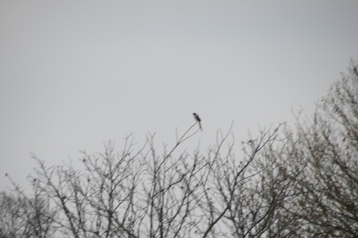 Eurasian Magpie - ML644744824