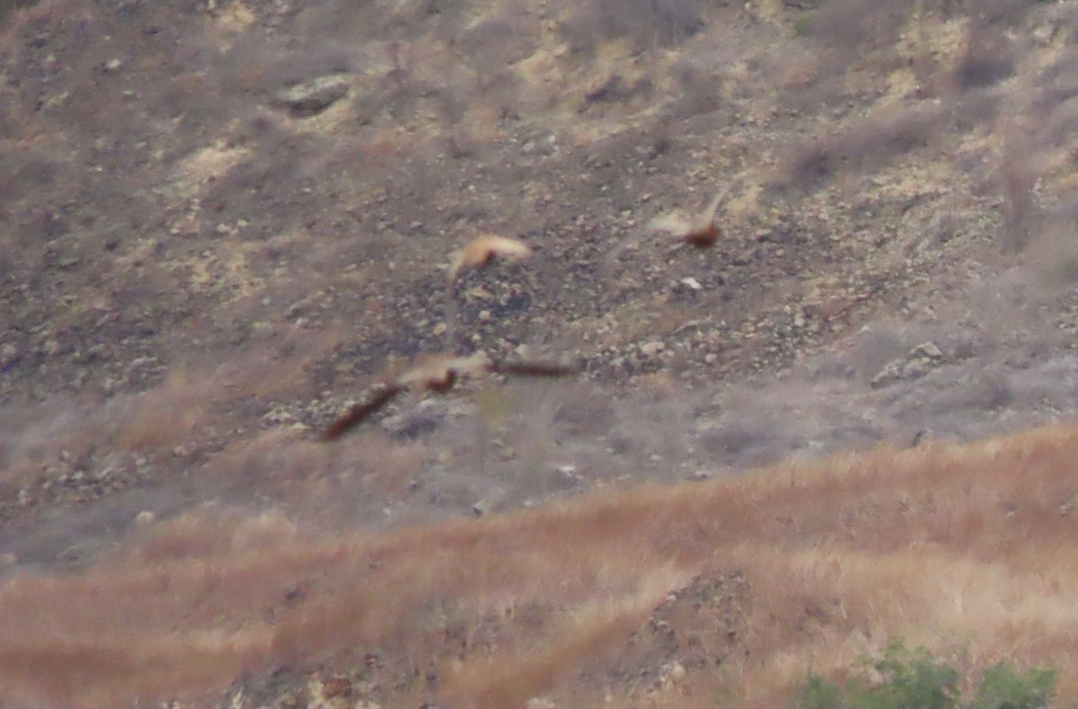 Madagascar Sandgrouse - ML644744825