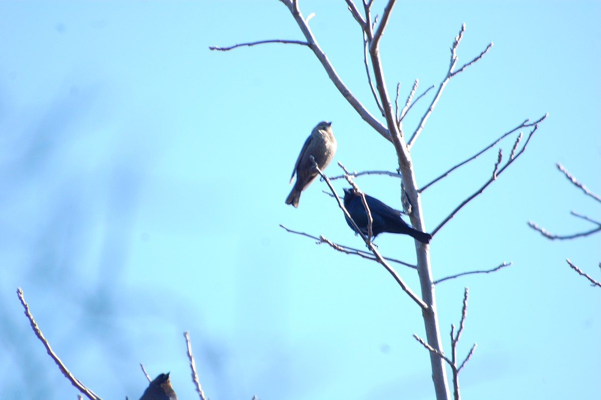 Brown-headed Cowbird - ML644744828