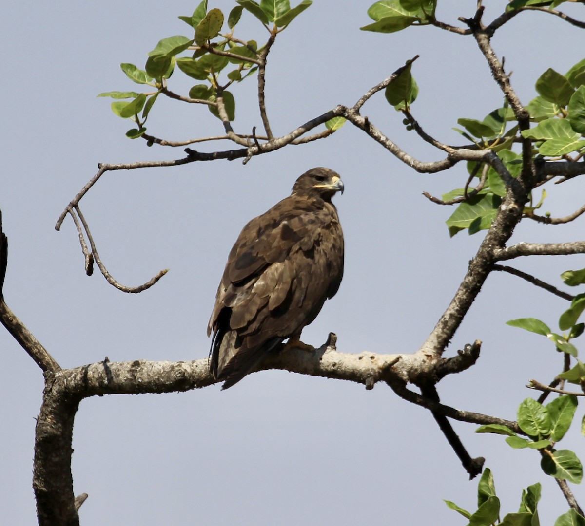 Steppe Eagle - ML644744829